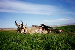 82 Matt 2007 Antelope Buck